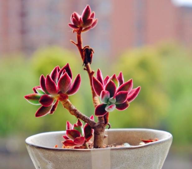 多肉早安图片大全,多肉大全100图