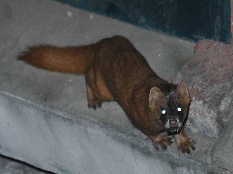 抓黄鼠狼罚960万,21人猎捕1.2万只黄鼠狼判赔近千万