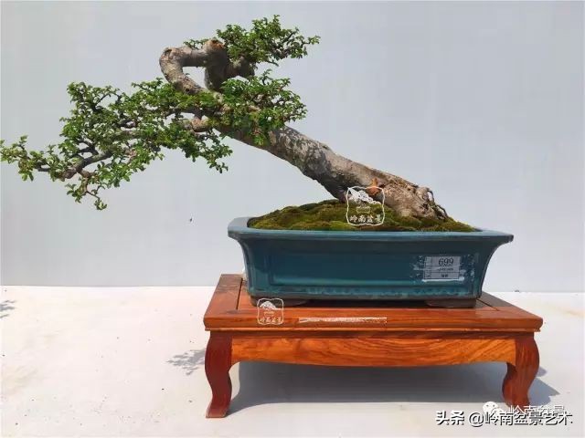 鎺㈡灊妞嶇墿,鎺㈡灊