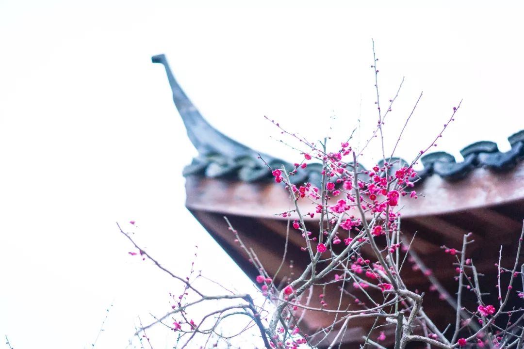 江南三大梅园,杭州江南三大梅花