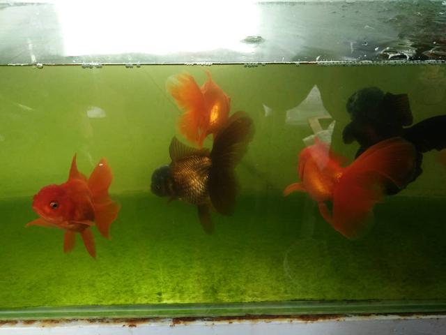 如果金鱼得了白点病多久爆发,金鱼的尾巴烂了还会长吗