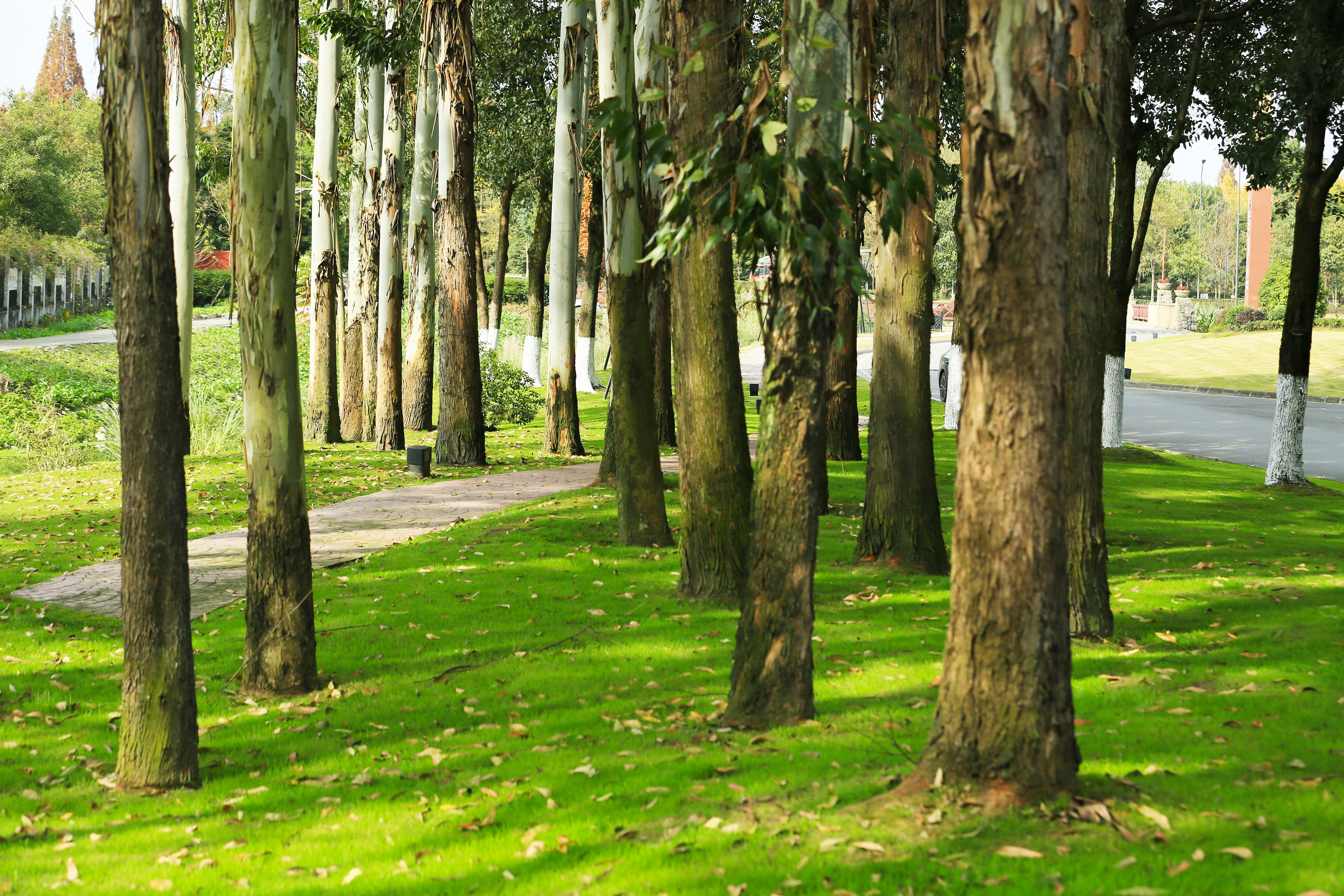 桉树林风景,自然生长的桉树林