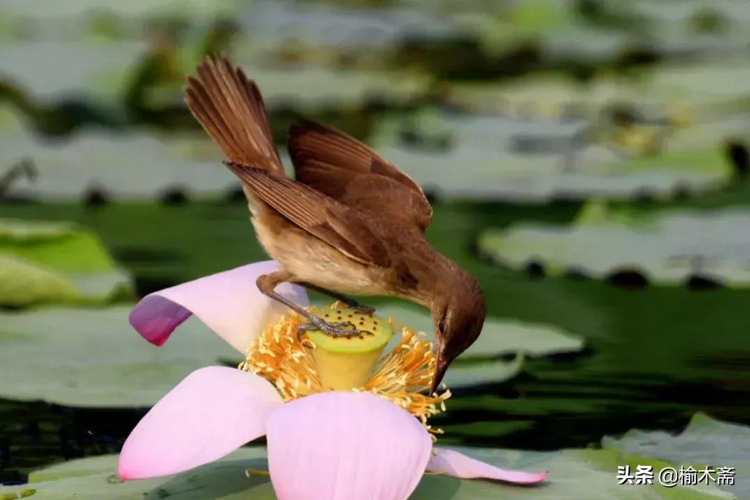 山水谢灵运诗词,李白秋登宣城谢脁北楼原诗详解