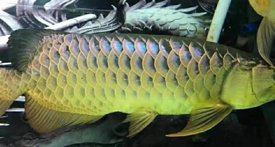 鍏婚緳楸肩殑鍑犱釜闃舵,鍏婚緳楸肩殑鍑犵鎵嬫