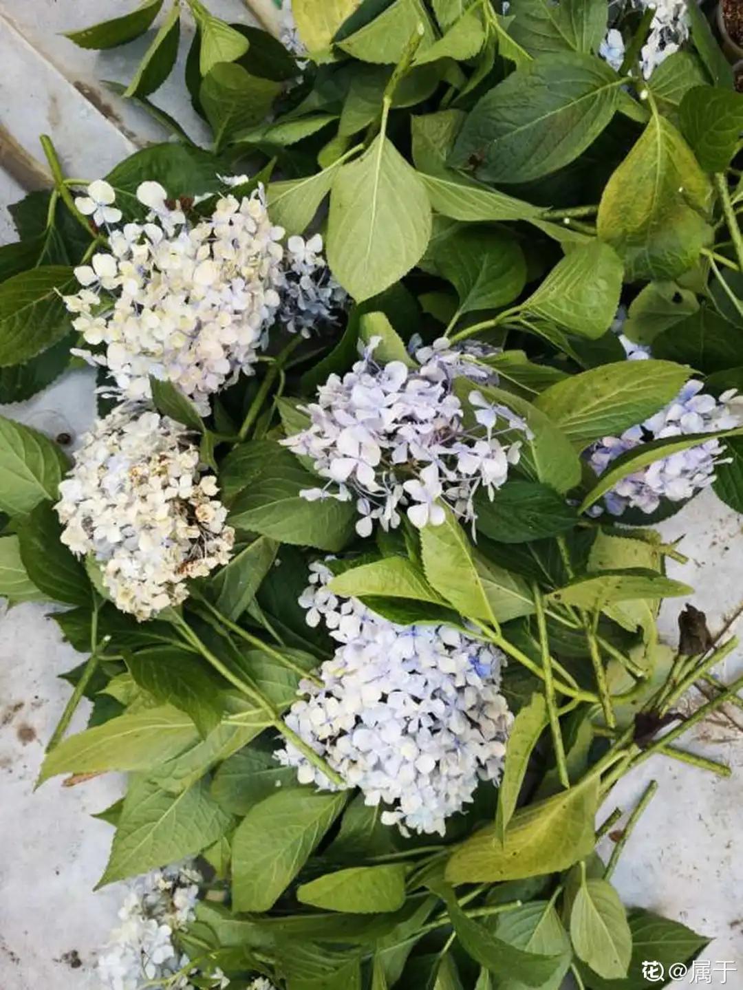 天竺葵怎么扦插容易成活图片,冬季天竺葵扦插怎样成活率高