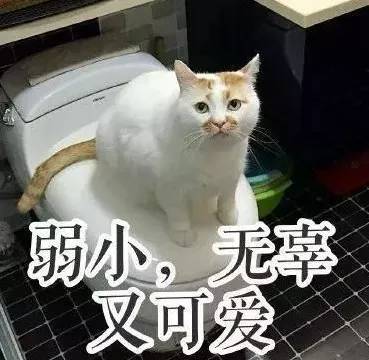 养猫药物,铲屎官必备养狗神器