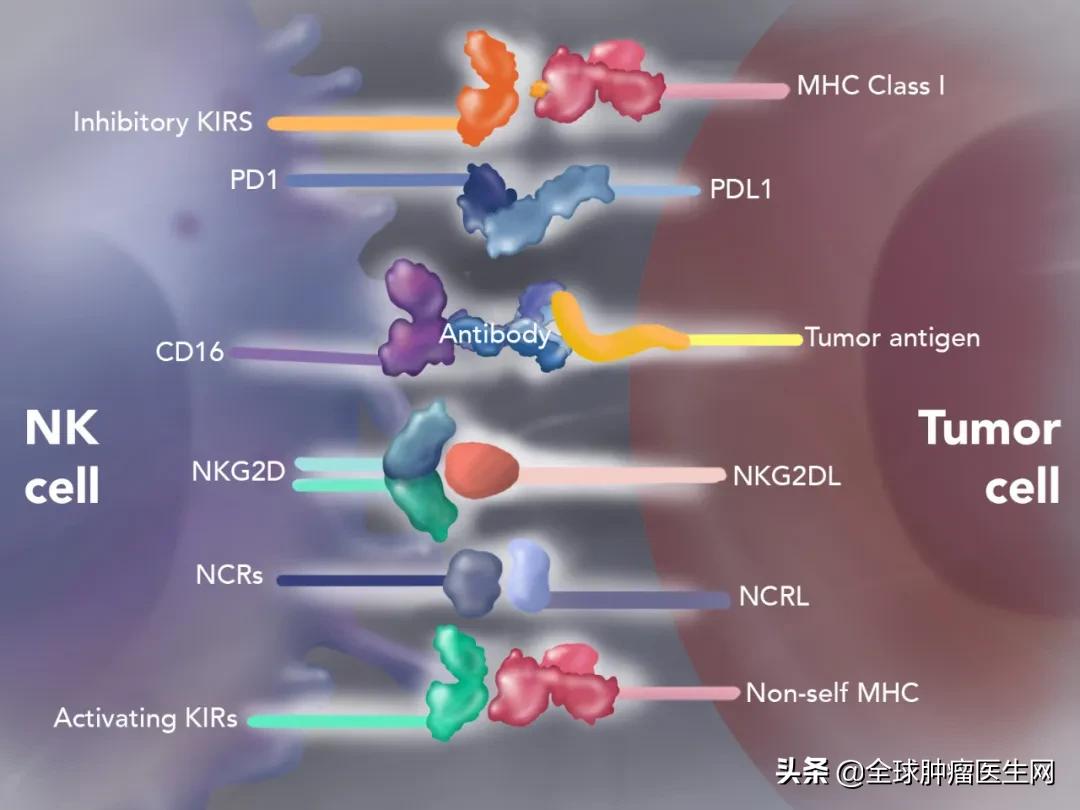 nk细胞治疗癌症晚期有用吗,异体nk细胞肺癌
