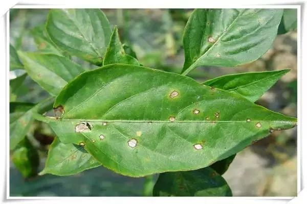 辣椒病害图谱大全大图,辣椒病害大全图片及防治方法