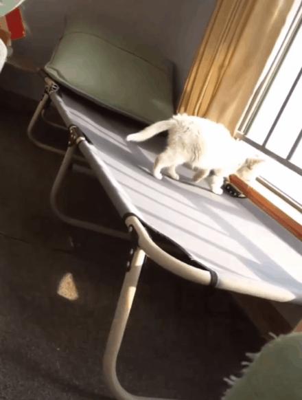 猫吃钢丝球视频,吃钢丝球的猫咪