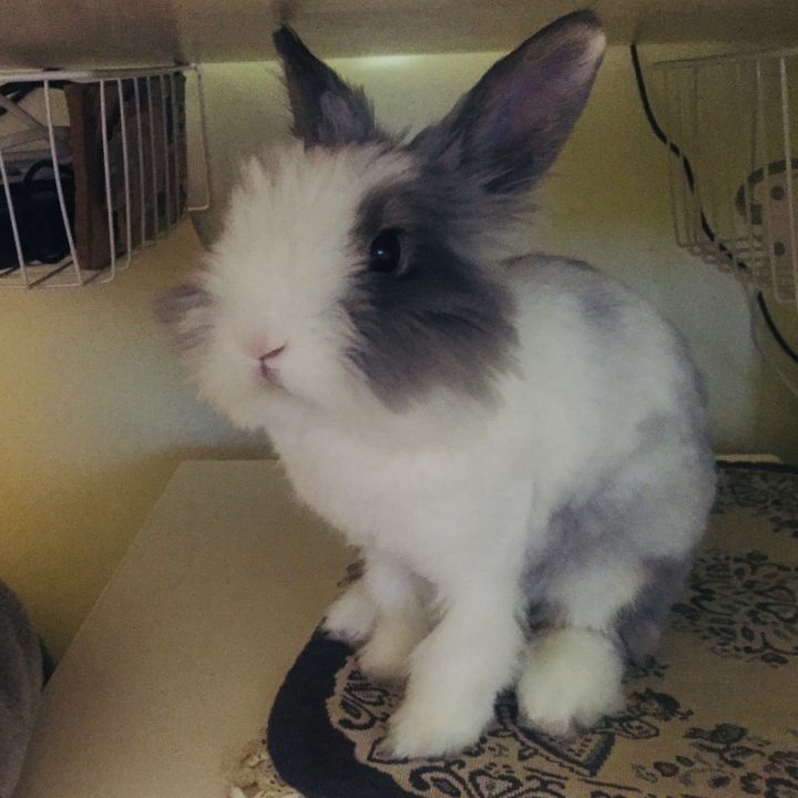 宠物知道主人爱它吗,你的宠物真的爱你吗