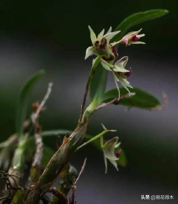 石斛分类小知识,石斛多少种哪一种比较好