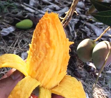 它是芒果中的“爱马仕”，产自海南，一点不比国外的差，你了解吗