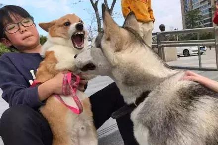 柯基幼犬陌生人一摸就张嘴想咬人,如何改掉柯基张嘴咬人的习惯