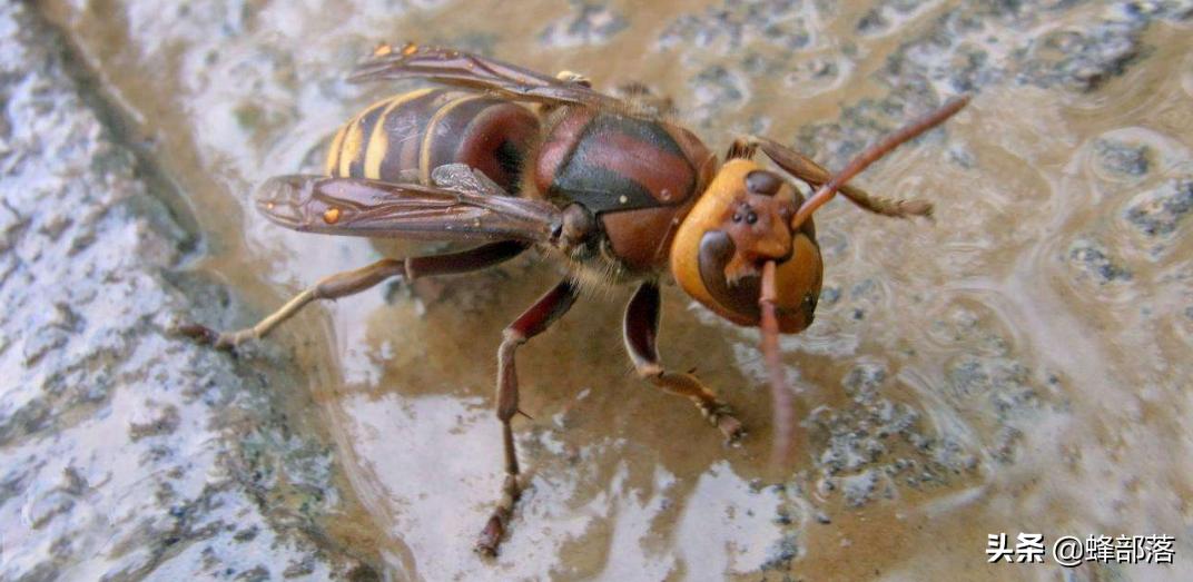 入侵美国的物种,成功入侵美国的三种昆虫