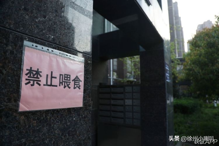 一种“貉”你见过吗？半年来它频现徐州御景湾小区，昼伏夜出