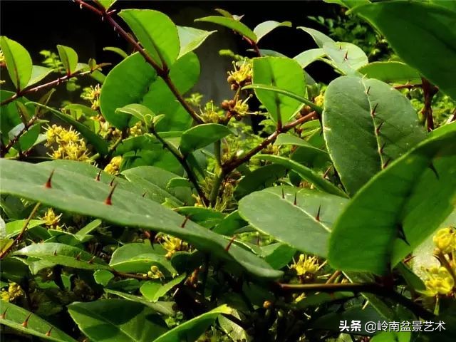 杂木盆景也毫不逊色,杂木盆景值钱吗