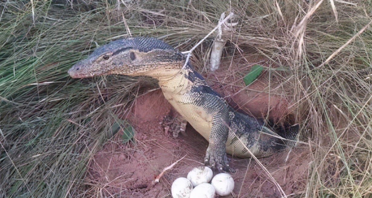 一个成年人被科莫多巨蜥咬了一口，现在的医学水平能救吗？