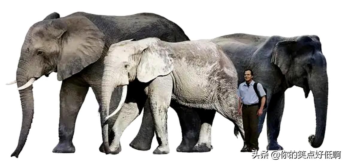 大象只有非洲象和亚洲象两种？错了