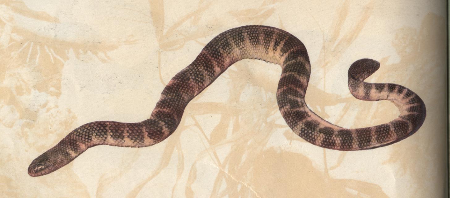 东北有毒蛇么,有毒的蛇图片有哪些