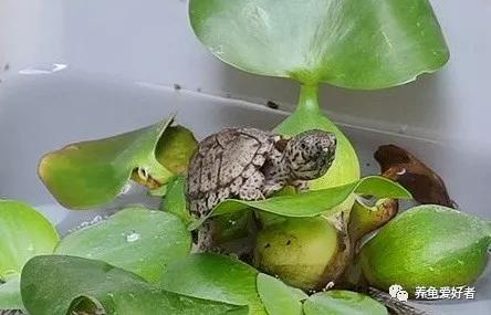 养剃刀龟新手一定要注意这几点,剃刀龟为什么不建议养了