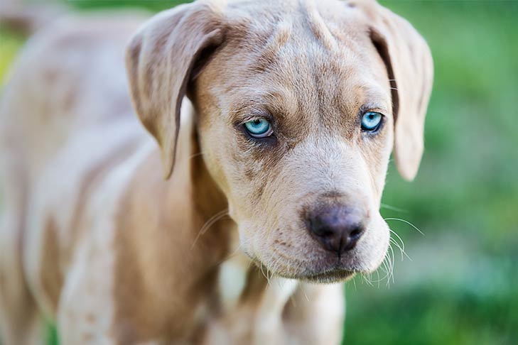 这8种狗省心又好养,这6种狗超难养养好一半就是大神