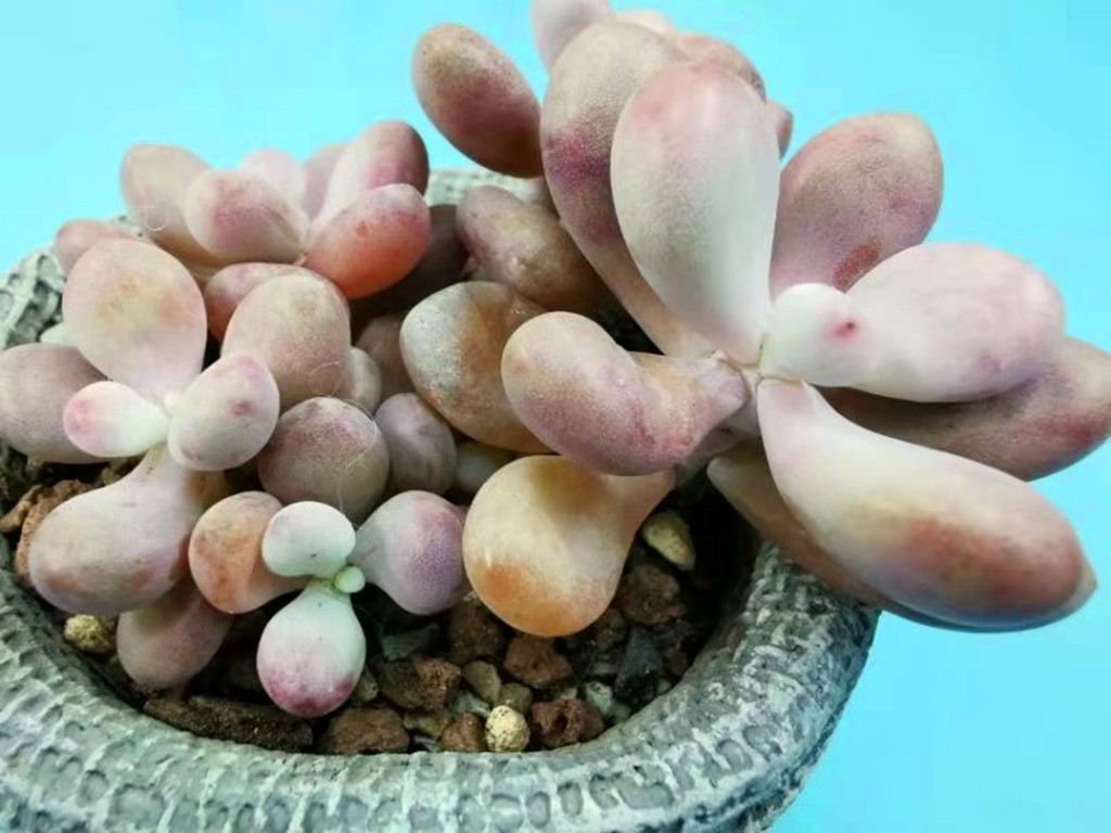 十里桃林是梦，桃蛋养护过程中问题不断才是“真相”，要这样解决