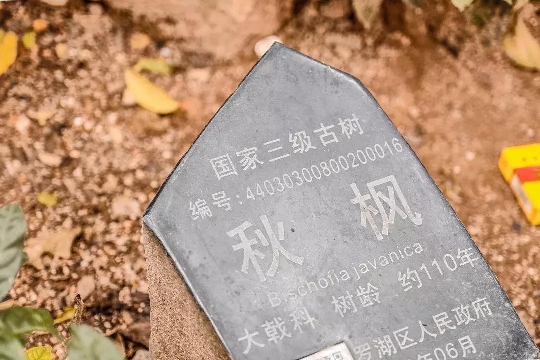 隐藏在梧桐山里的世外桃源,深山独门独户世外桃源