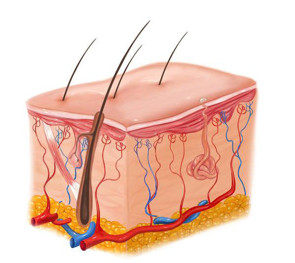 脂溢性脱发究竟是怎么回事呢？是否能够治疗呢？