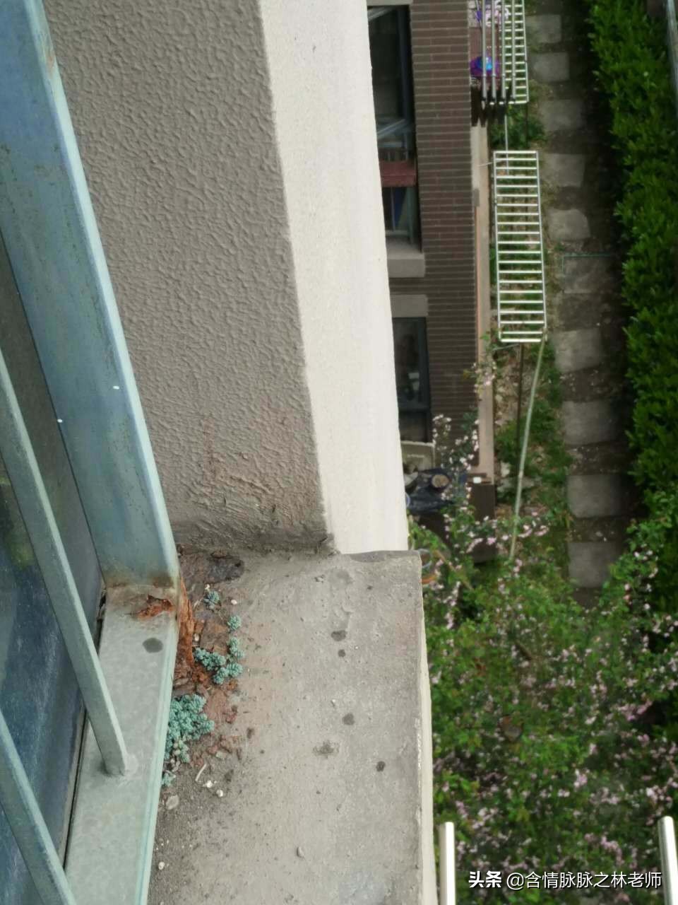 室内三种最旺家庭养植物,家居绿植哪些不适宜养