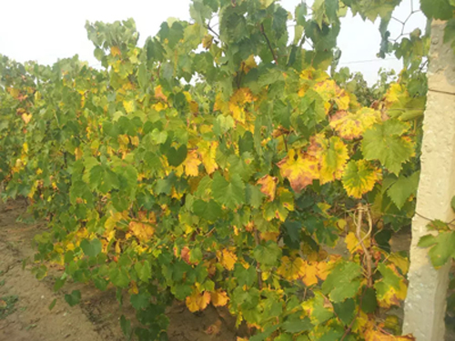 葡萄药害的原因和防治,葡萄药害的缓解和补救措施