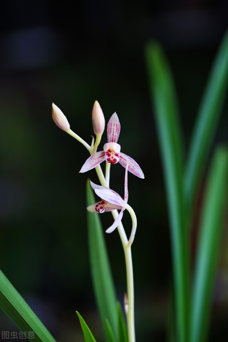 北京地区建兰几月施磷钾肥催花,建兰怎样才能开花5个诀窍