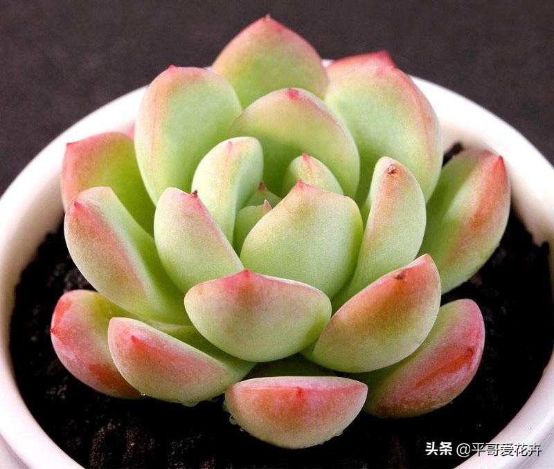 多肉经常掉叶怎么办,多肉老是掉叶子怎么办