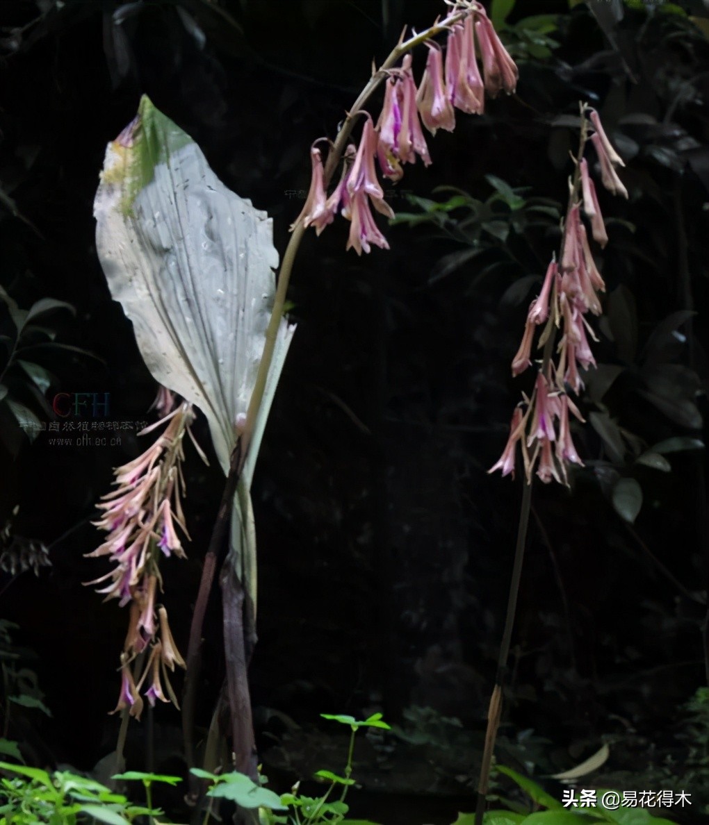 杜鹃兰属于几级保护植物,杜鹃兰品种图片