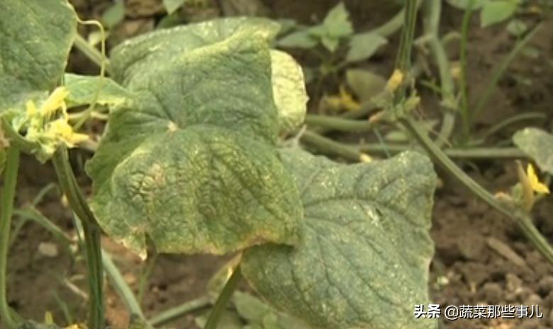 烟熏剂可以提高大棚里温度吗,大棚为什么要使用烟熏剂