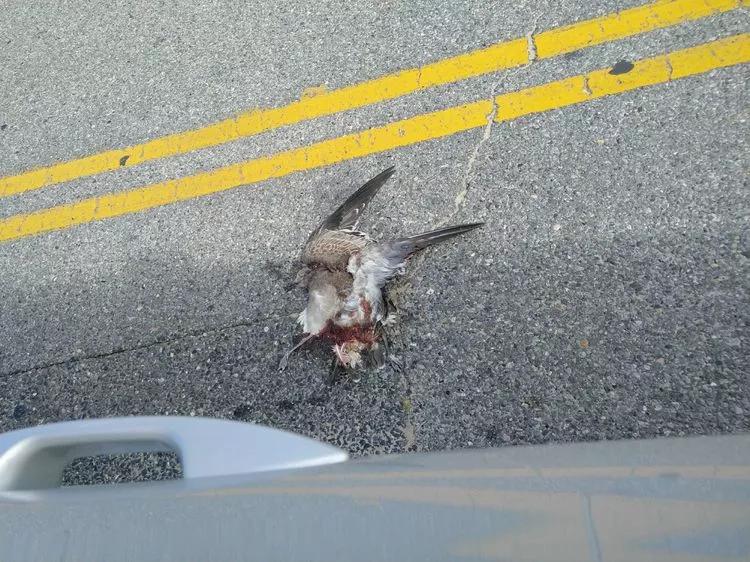 途征旅行,征途2020