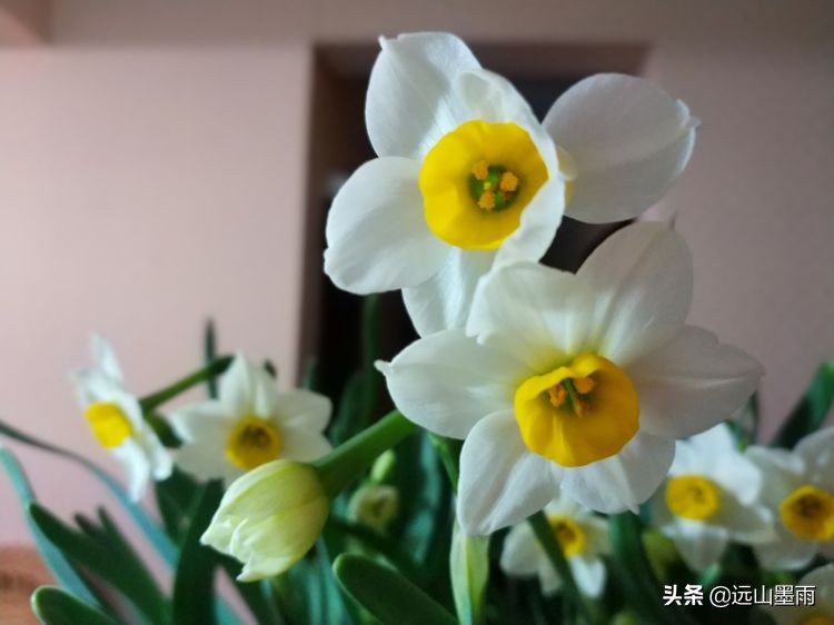 2020新年到、昆明暖冬迎春来,又是一年水仙花开、淡香飘逸的季节