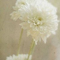 翡翠鉴别一般怎么鉴定,怎样辨别真假翡翠最有效的方法