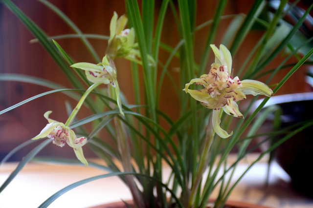 兰花品种蓝凤凰,兰花品种大将军