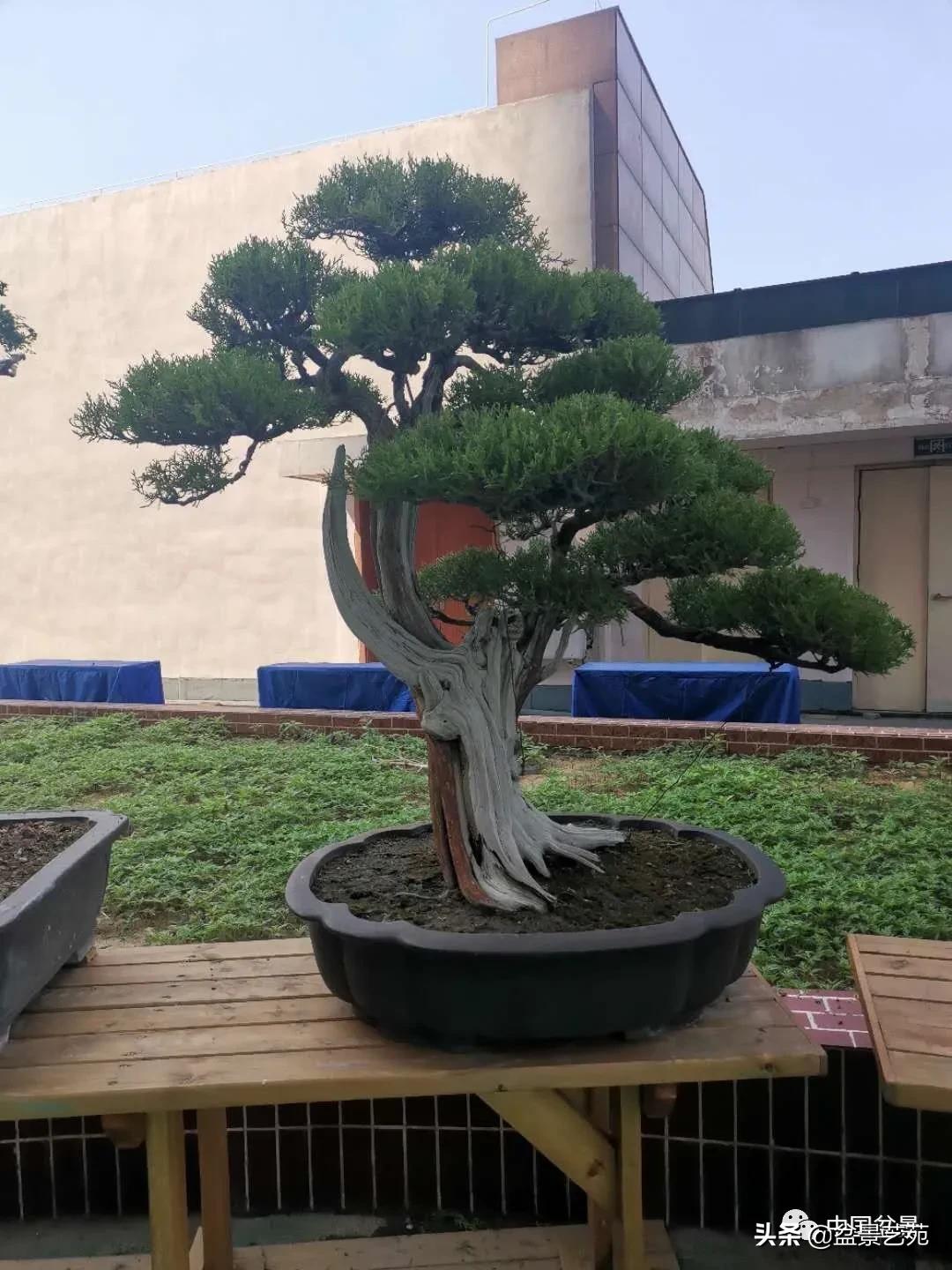 涓浗钁楀悕鐩嗘櫙澶у笀绮惧搧鐩嗘櫙,鐩嗘櫙鑹烘湳瀹跺拰鐩嗘櫙鑹烘湳澶у笀