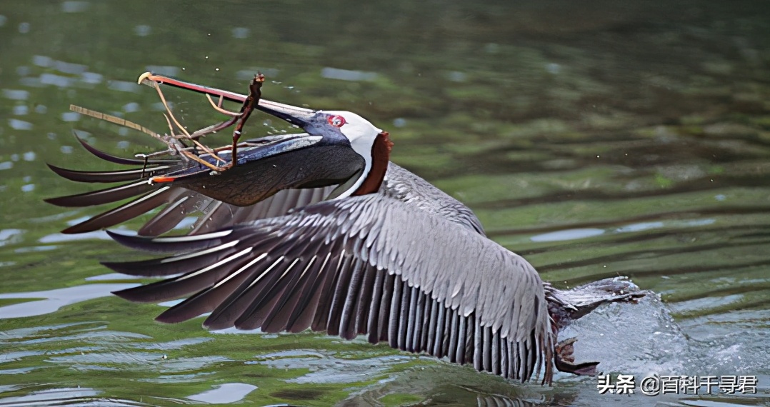 鹈鹕吞猎物到肚子里是怎么样的,鹈鹕会吞掉同类吗
