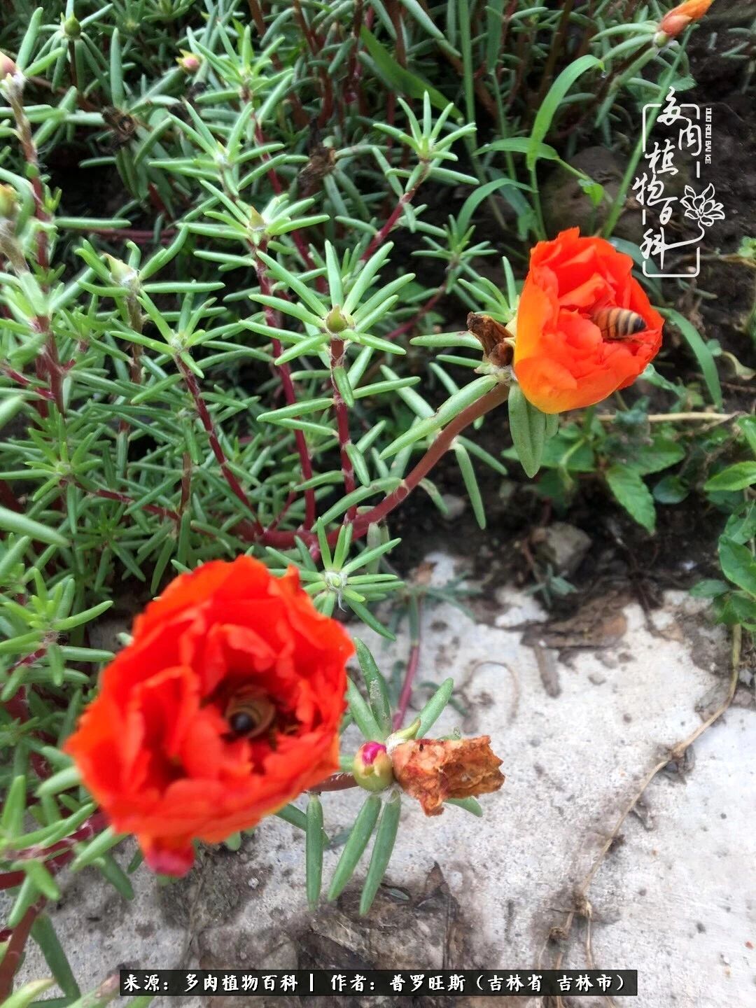 日日勤服侍，日日勤拂拭！服侍花儿，就是拂拭心灵