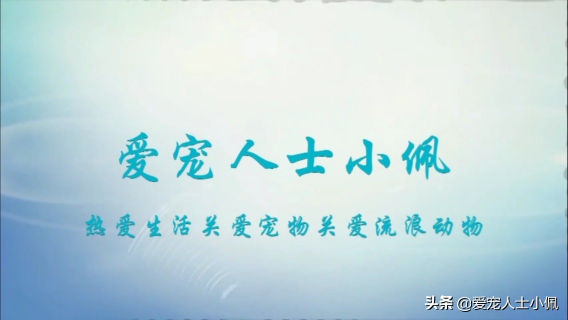 狗狗急性肠胃炎养狗攻略,成年狗狗肠胃炎自己怎么治疗