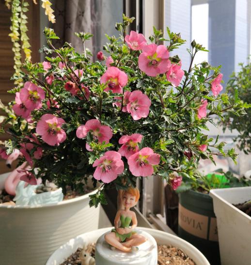 养花的正确方式我们怎么养,养花不必买肥料记住这4个方法