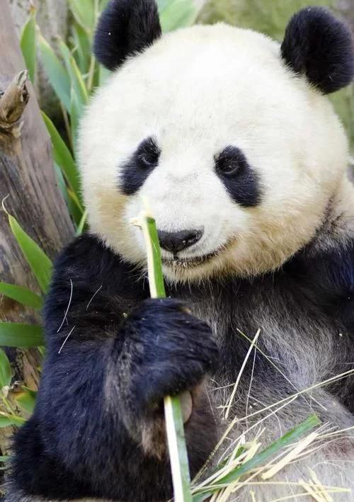 大熊猫最爱吃的竹子是什么竹子,大熊猫为什么吃竹子不伤嘴