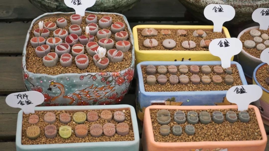 多肉基地批发生石花直播,多肉生石花直播销量第一名