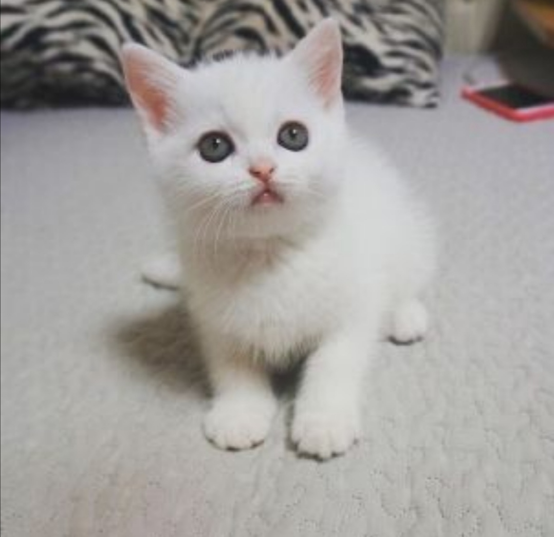 关于小狗和小兔的外貌描写,小狗和小猫的外貌描写