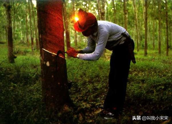 莲亚乳胶床垫官方旗舰店,越南的乳胶怎么样