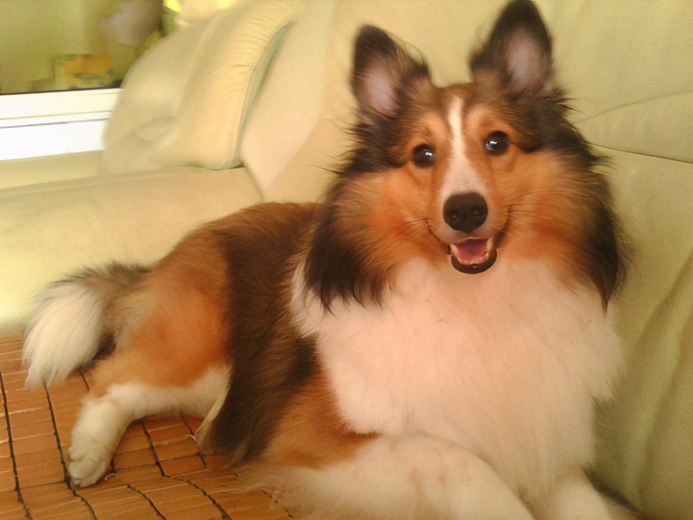 中大型犬什么时候补钙,大型犬换牙必须补钙吗