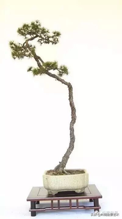 素仁格与文人树，你怎么看？