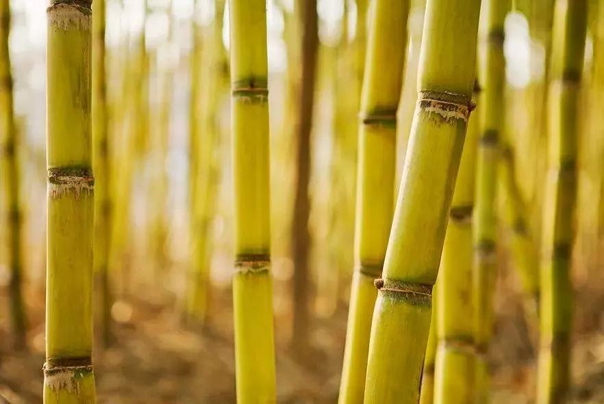 甘蔗百科知识,甘蔗如何吃